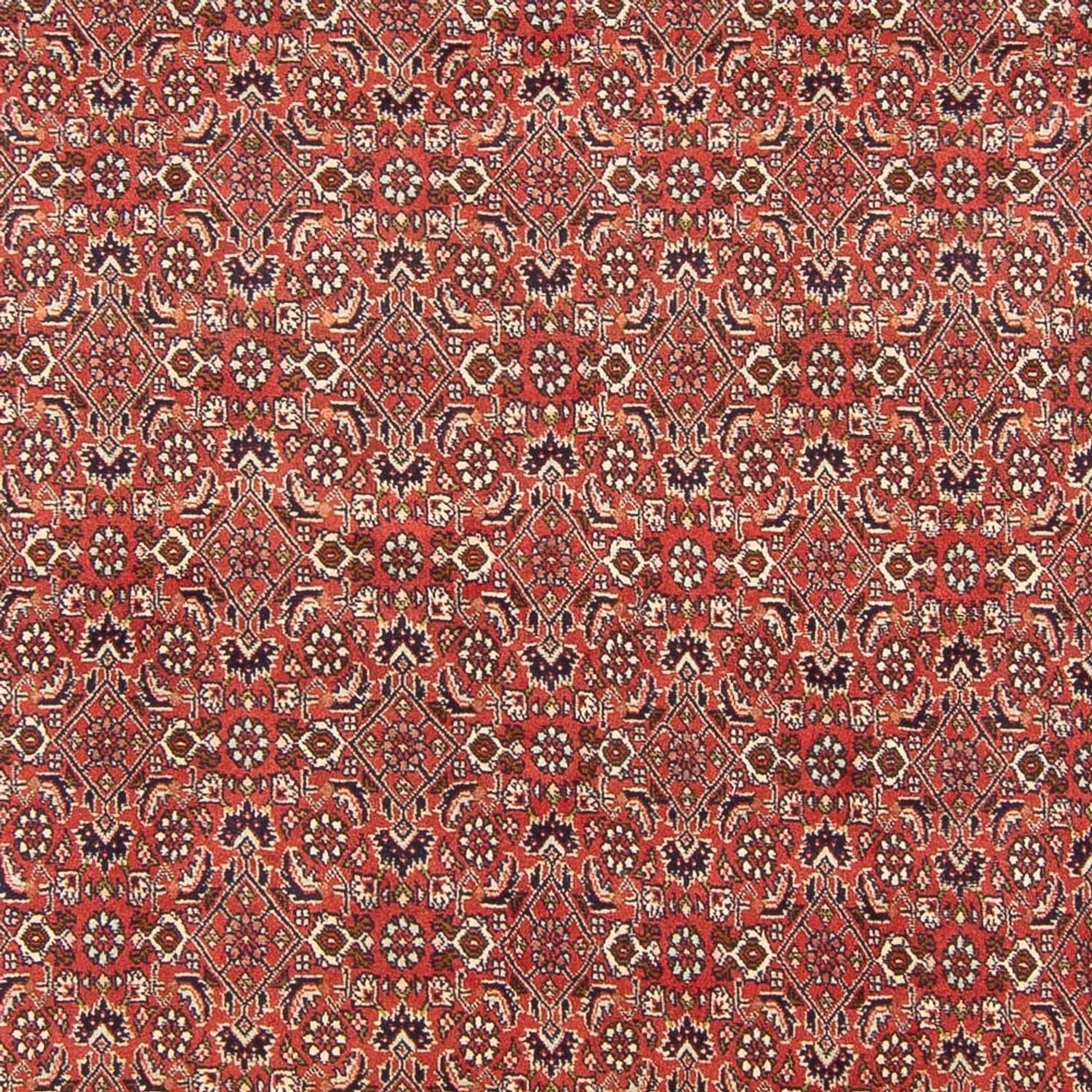 Alfombra persa - Bidjar - 305 x 200 cm - rojo
